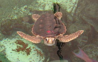 Loggerhead 'Feebee' to Be Released in Sebasitan Inlet, Fla.