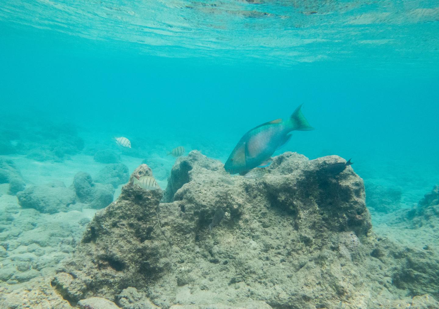 Large parrotfish