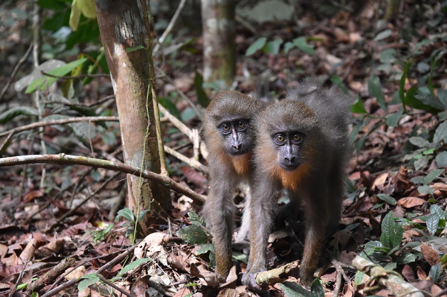 Juvenile Mandrills