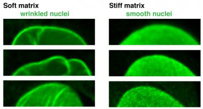 Wrinked vs. Smooth Nuclei