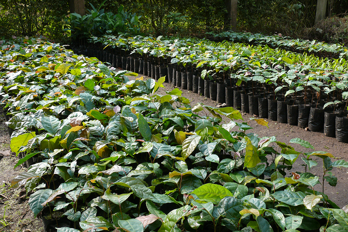 Forest restoration -5