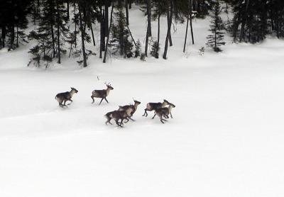 Caribou in Northern Ontario