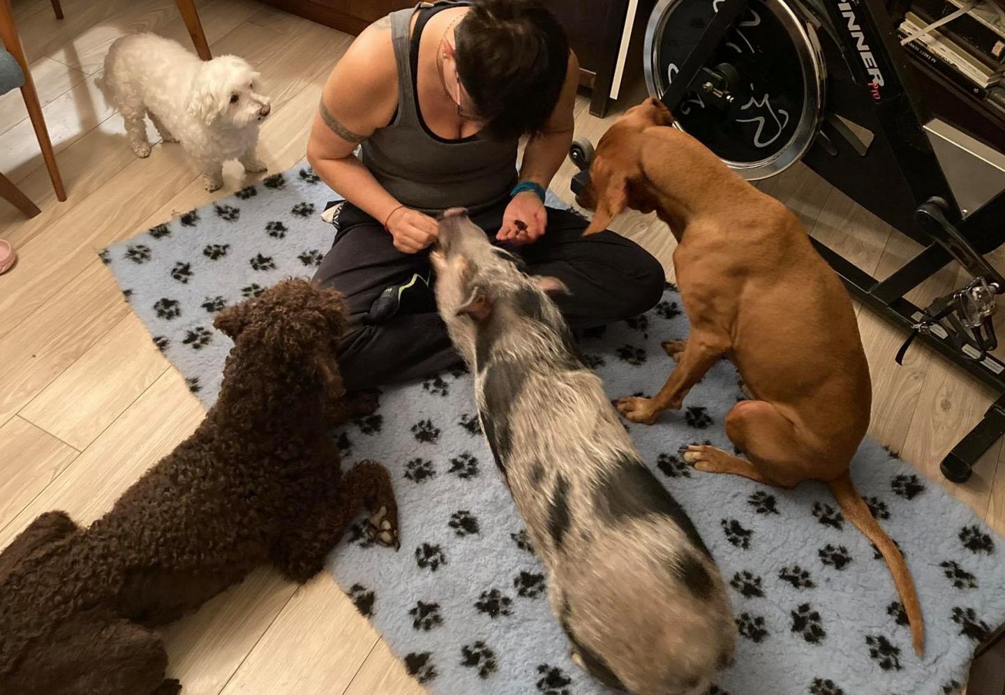 Young companion dogs and companion pig