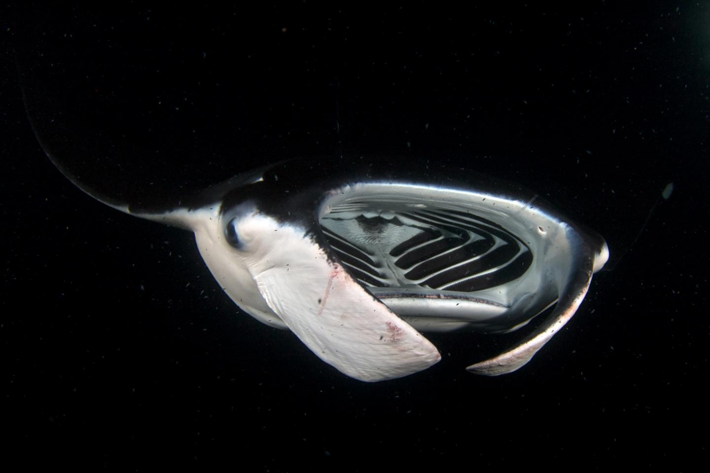 Manta Rays Could Teach Us a Thing or Two About Effective Filtration