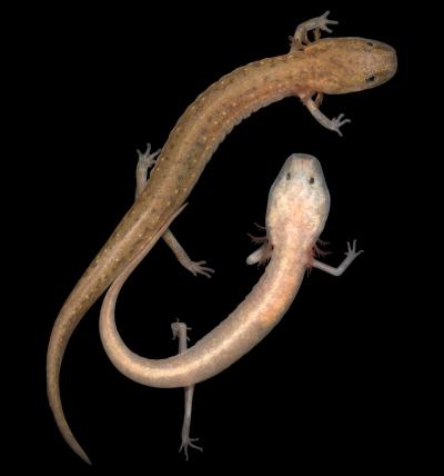 The Cascade Caverns Salamander Has both Subterranean and Surface-Adapted Forms Occurring in the Same