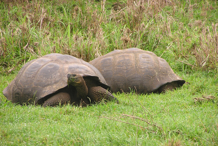 Galápagos tortoises