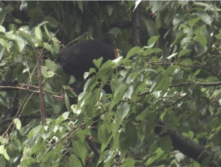 Bear Feeding on Cherries