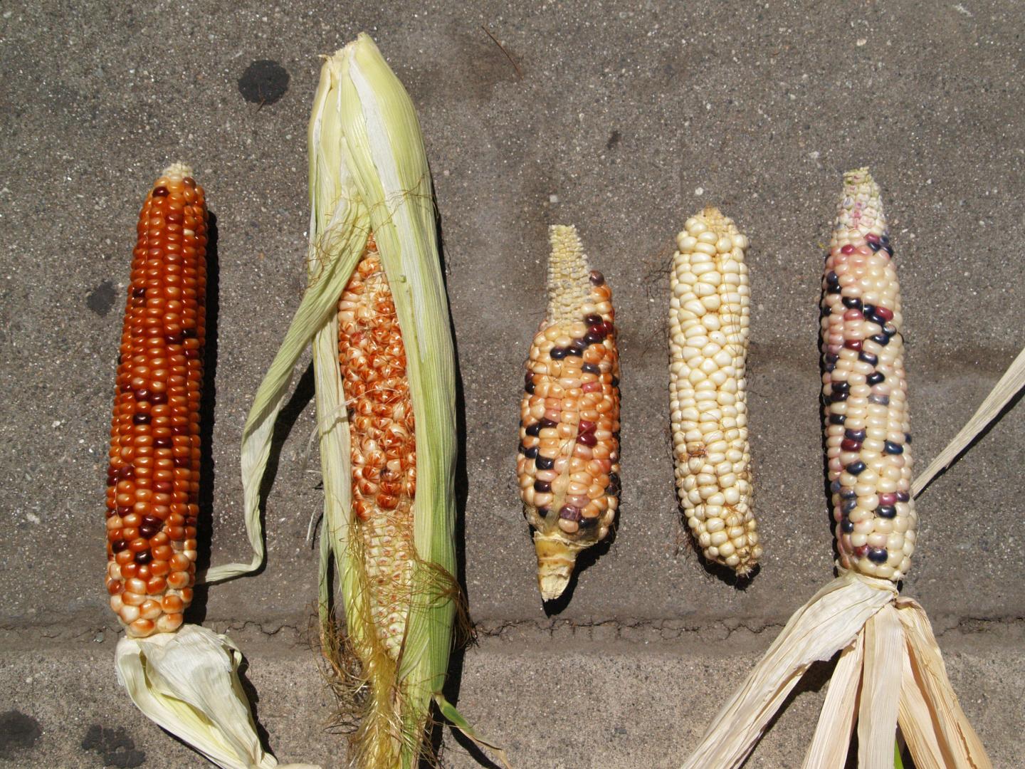 Diverse Corn