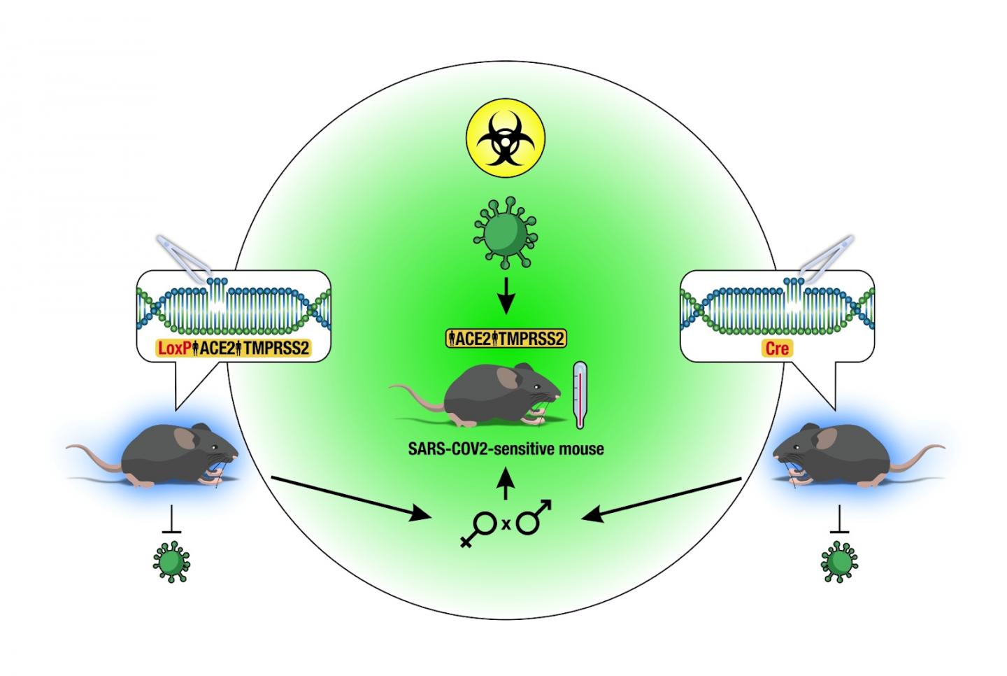 Novel Murine COVID-19 Model Development