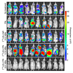 Bioluminescence images of untreated and treated mice with human B cell lymphoma.