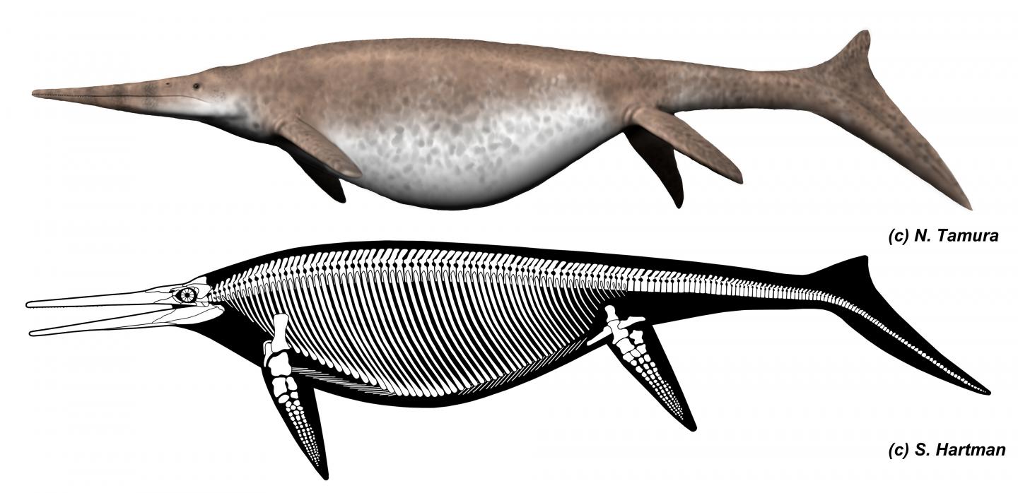 <em>Shonisaurus</em> Life and Skeletal Reconstruction