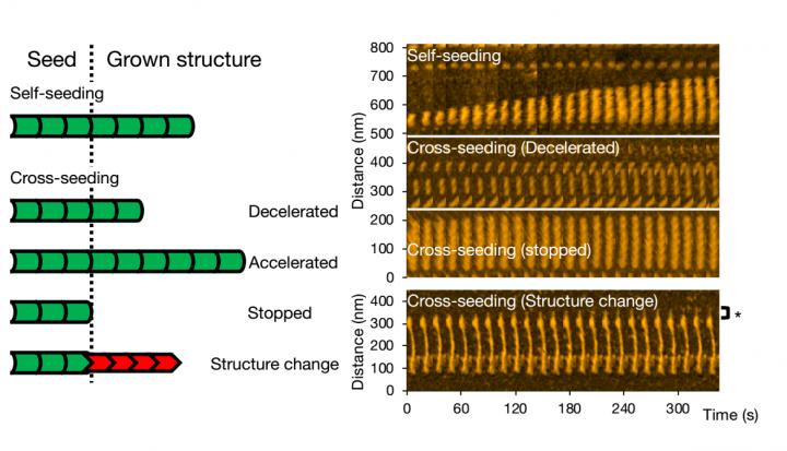 High-Speed Atomic Force Microscopy