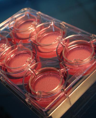 Automated Tissue Engineering on Demand