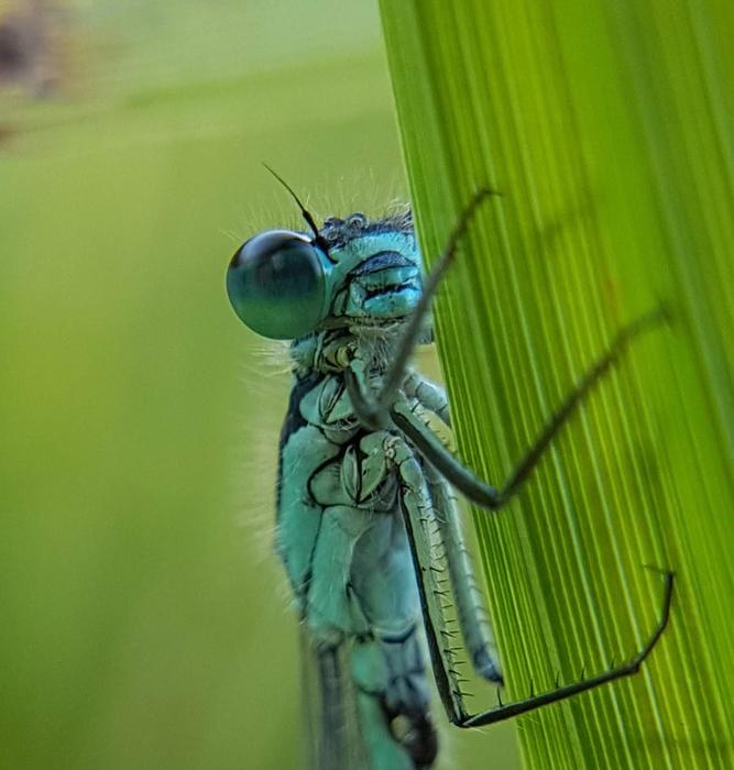 Damselfly