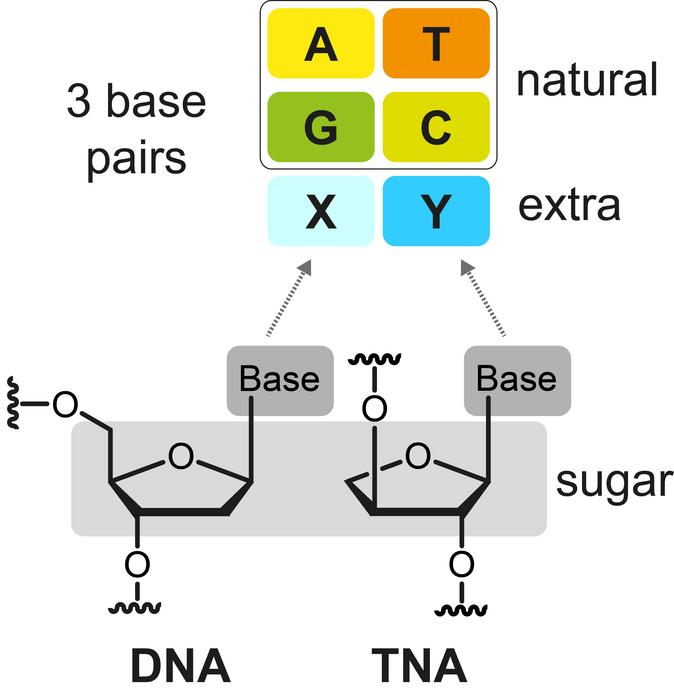 Artificial nukleotides