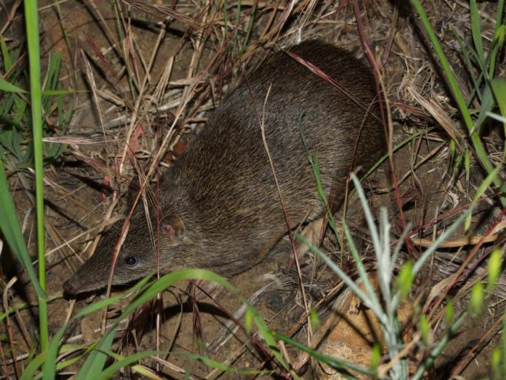 Eastern-Barred Bandicoot in Tasmania