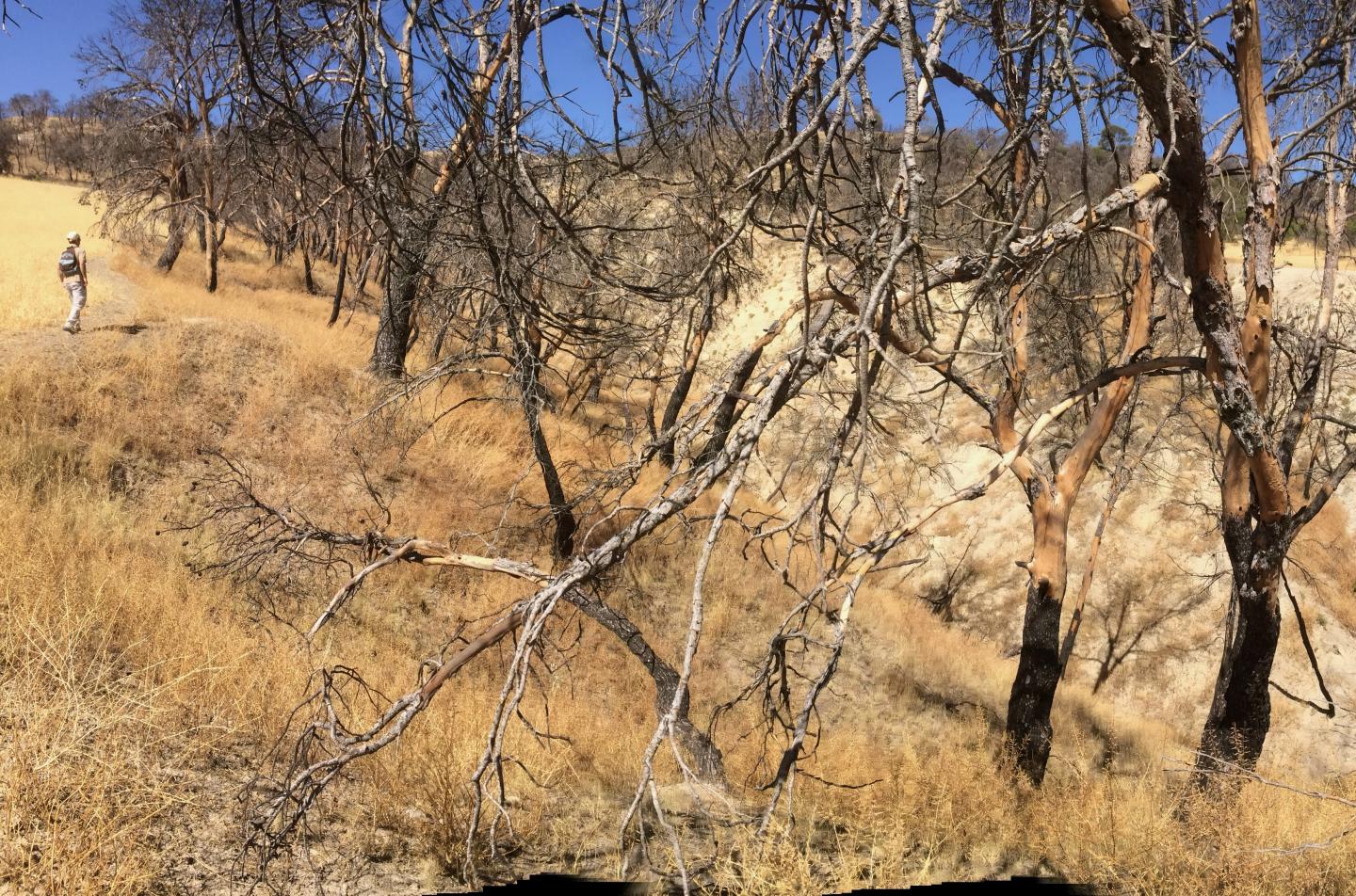 Image of a Forest after the Extreme Spread of Fire