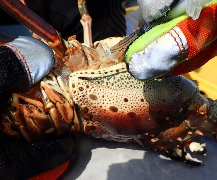 A Lobster Having Its Blood Sampled to Assess Virus Prevalence