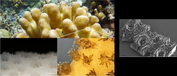 3D printed Corals -- 1