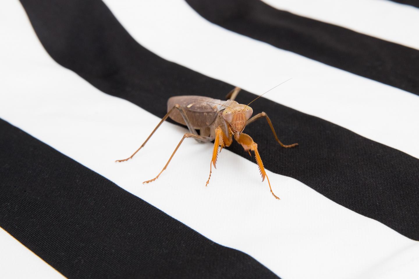 Praying Mantis on Newcastle United Stripes