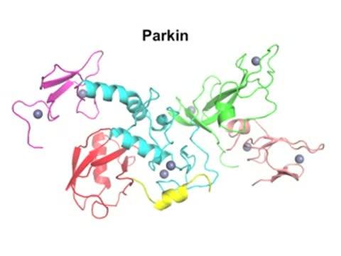 Parkin Protein