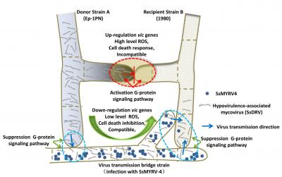 Novel Virus Breaks Barriers Between Incompatible Fungi