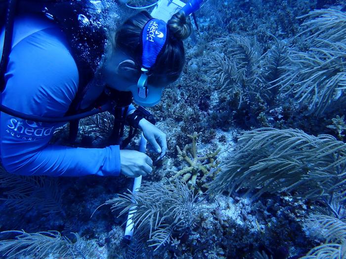 Staghorn coral rescue trip