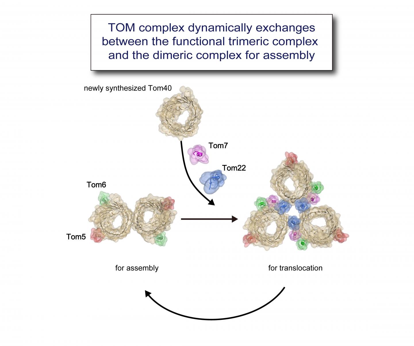 Ready for its Close-up: The Mitochondrial Protein Import Door (1 of 2)