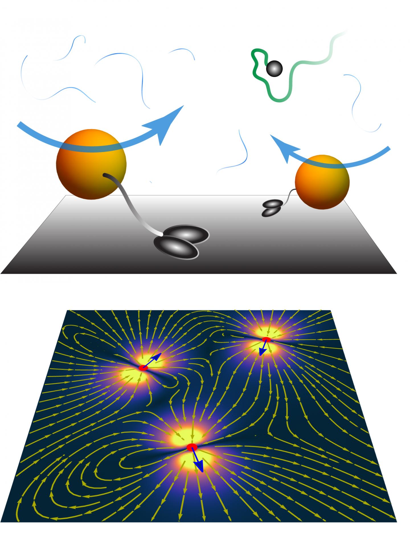 Flow field. The radiative Proton capture process. Molecular Motors in Chemistry.