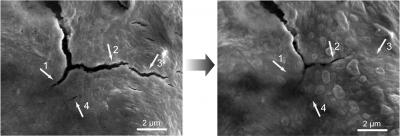 Self-Healing Polymer Close-Up