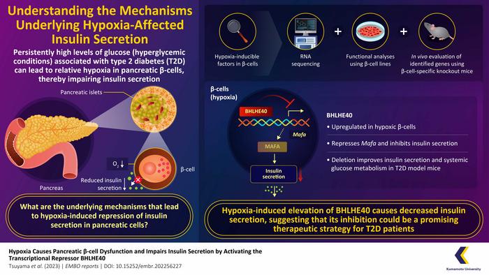 Mechanisms underlying hyperglycemia-impaired insulin secretion in type 2 diabetes