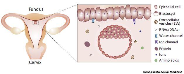 Uterine Fluid Environment