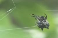 <I>Gasteracantha</I> Weaving Web