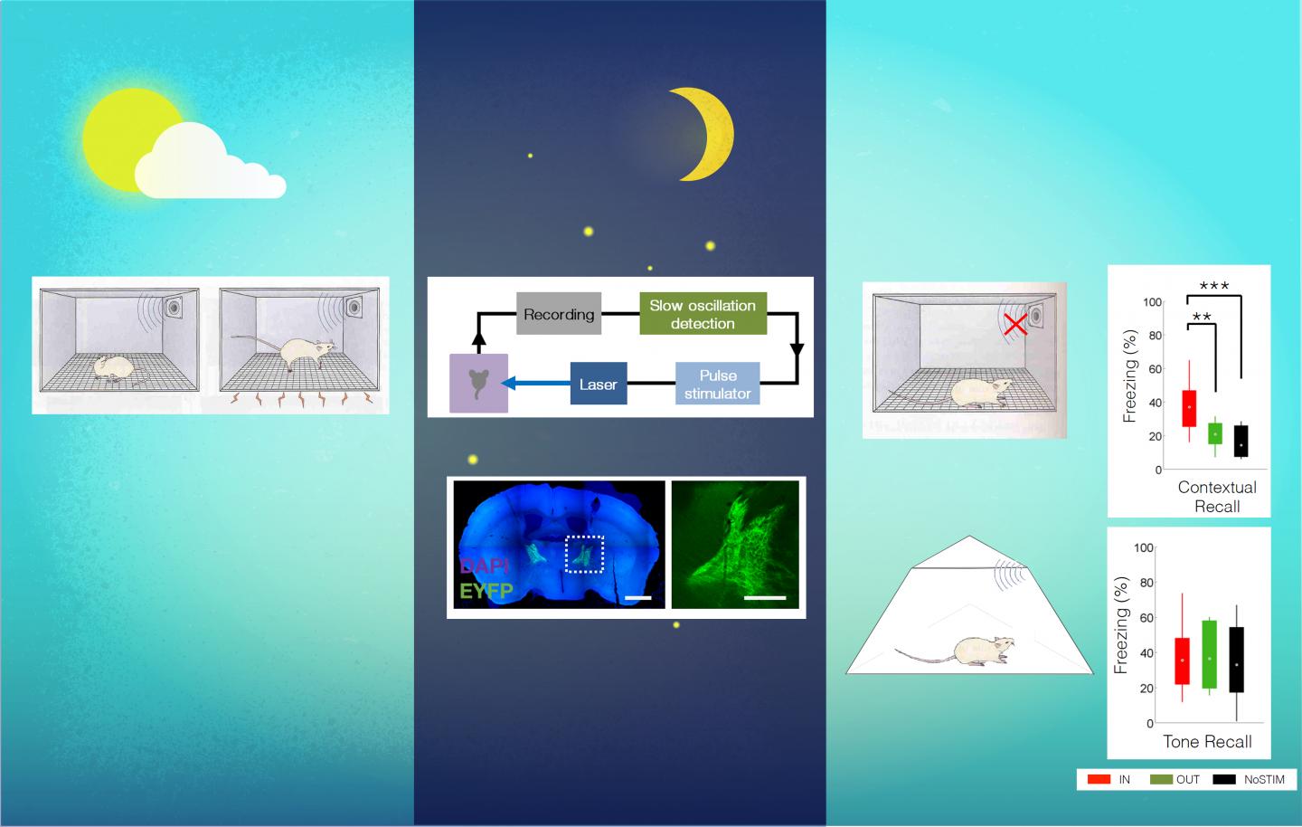 Experimental Design to Study the Effect of Artificially Induced Brain Waves