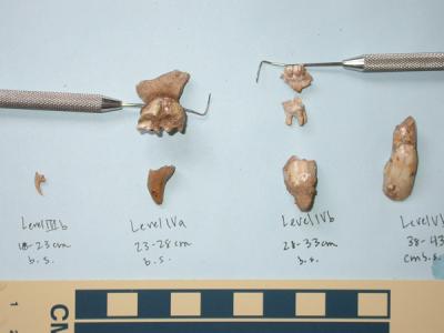 Samwell Cave Specimens