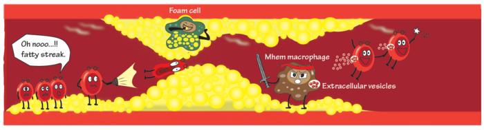 Macrophages that have taken up red blood cell extracellular vesicles (RBCEVs) develop "Mhem" characteristics that protect them against becoming fat-laden "foam cells", which contribute to artery-clogging plaques