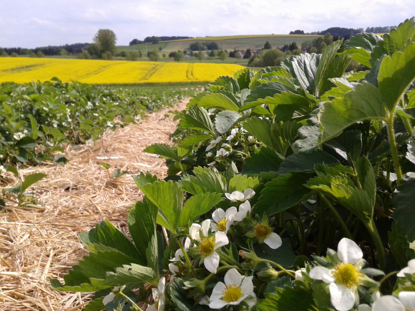 Countryside Showing Oilseed Rape in the Background and Strawberry Flowers at the Front