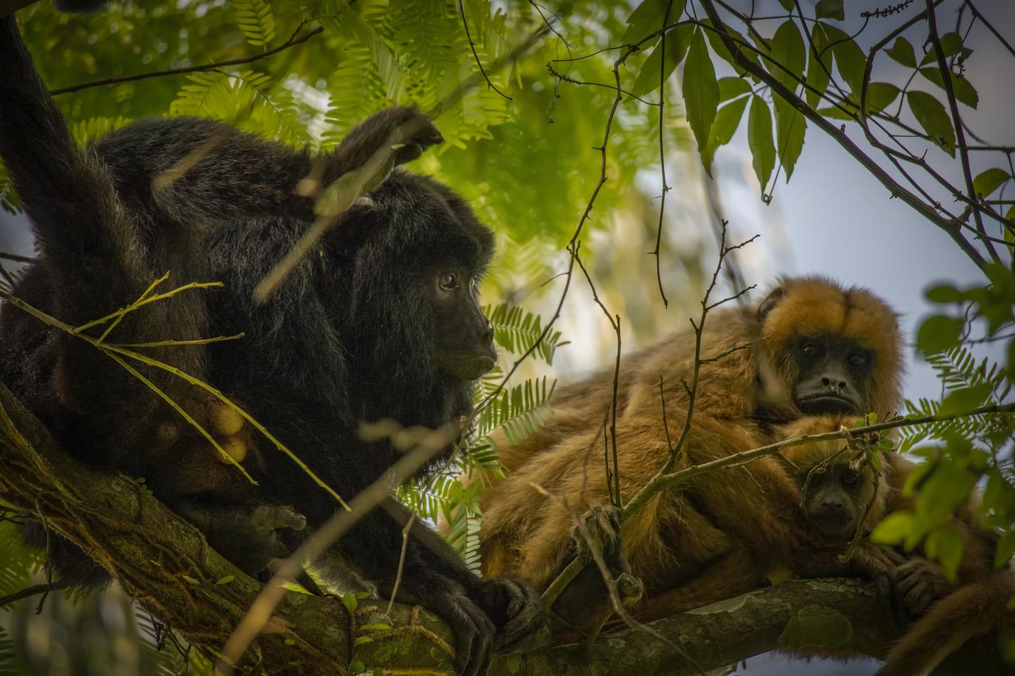 Exploring Why Males Are Larger than Females Among Mammals