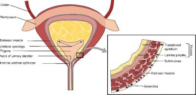 Human Bladder