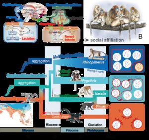 Figure 4. Cold promotes the social evolution of the Asian langurs. Credit: Xiao-Guang Qi.