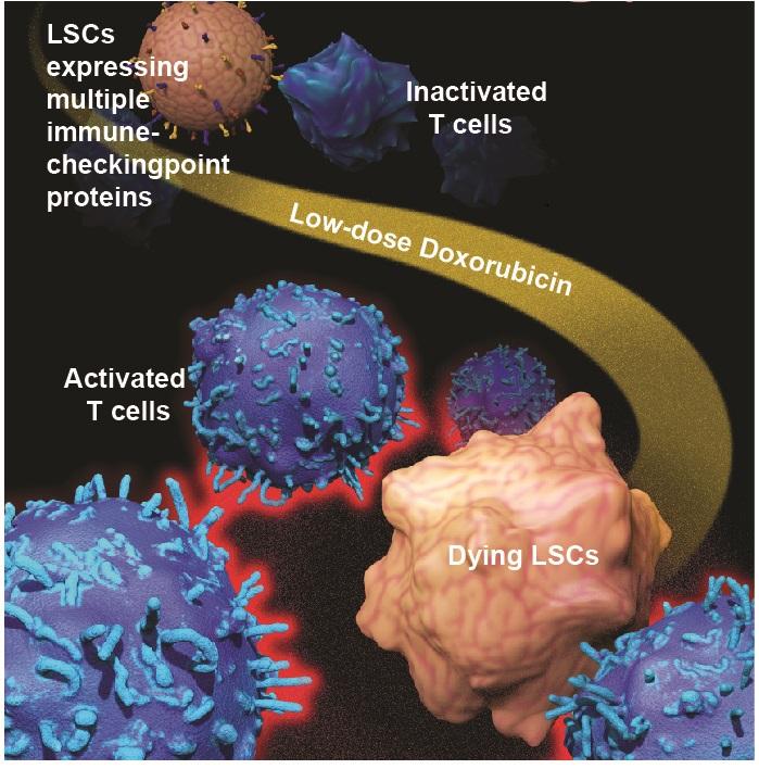 Anticancer immunity targeting therapy