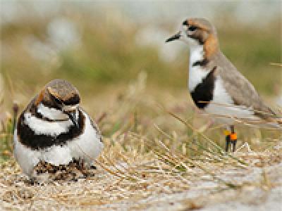 Two-banded Plover Parents