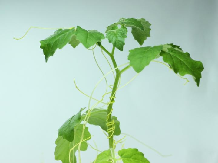 A Dodder Parasitizing a Wild Tomato Plant