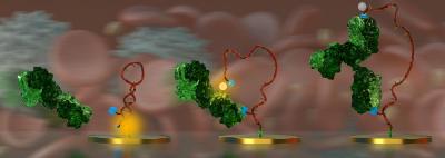 An Electrochemical DNA-Switch (Red Ribbon) Detects Its Target Antibody (Green) Directly in Blood.