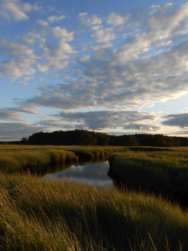 Salt Marsh