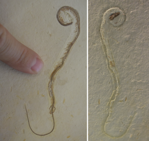 Part and Counterpart of Tetrapodophis M. Caldwell