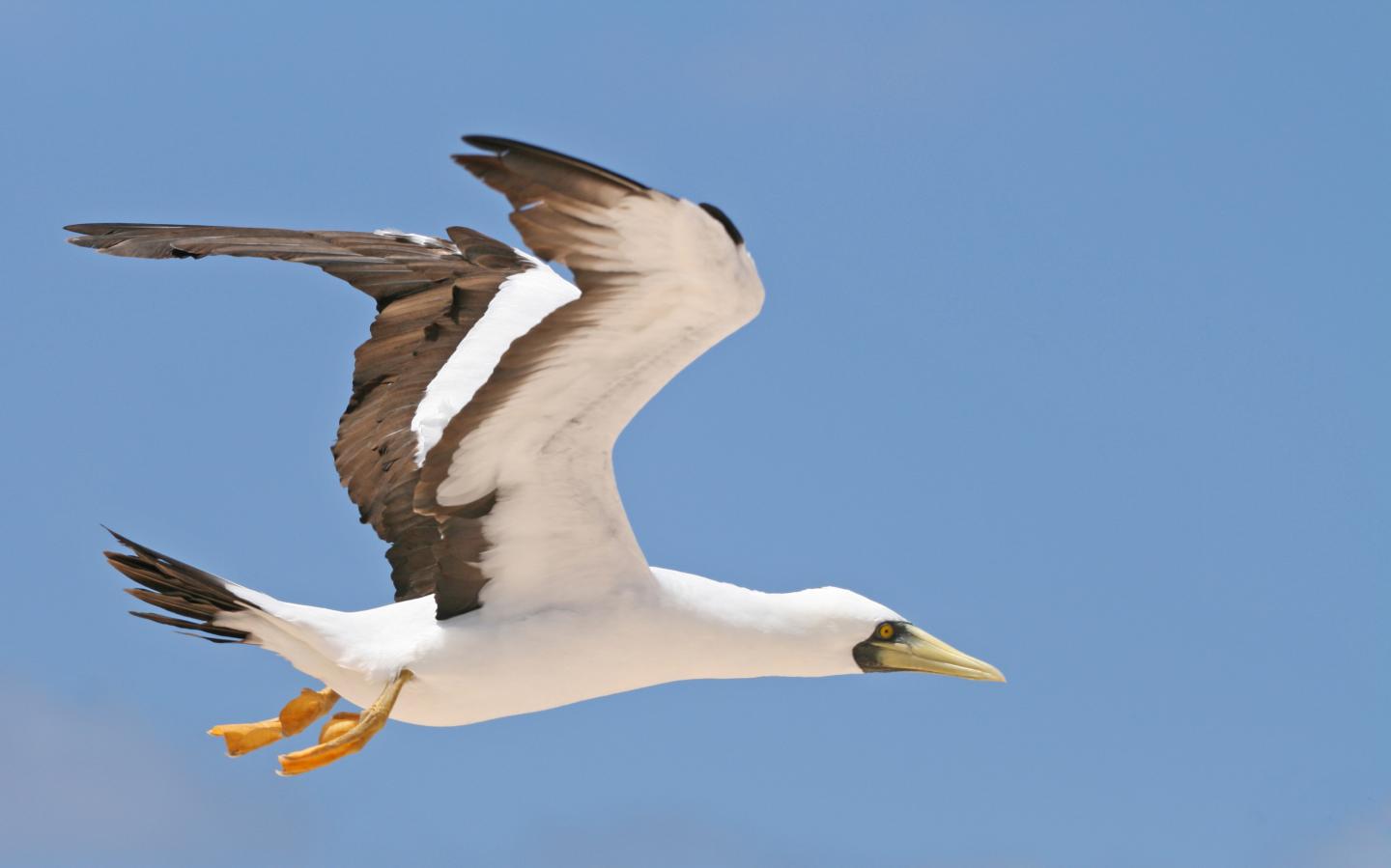 Masked booby [IMAGE] | EurekAlert! Science News Releases