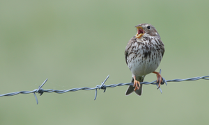 Corn Bunting