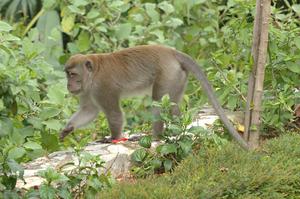 Macaca-fasicularis