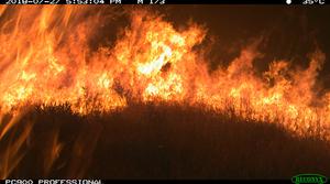 Wildfire approaches a motion-sensor camera trap